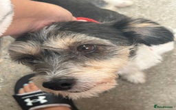 Jack Russell dogs for sale: I have 2 beautiful jack Russell puppy’s  - Image 6