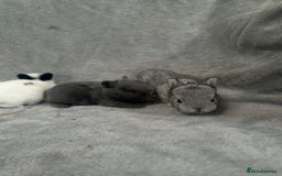 Netherland Dwarf rabbits for sale: Baby Netherland Dwarfs ready in 5 1/2 weeks - Image 7