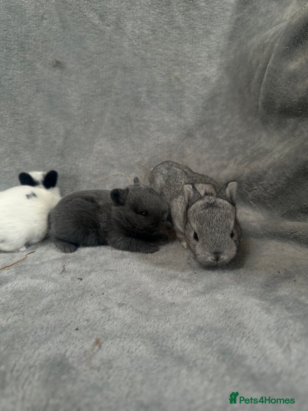Netherland Dwarf rabbits for sale: Baby Netherland Dwarfs ready in 5 1/2 weeks - Image 7