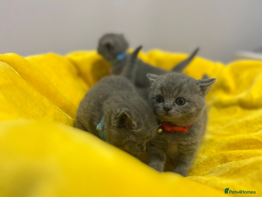 British Shorthair cats for sale: Quality British Shorthair Blue Kittens - Image 14