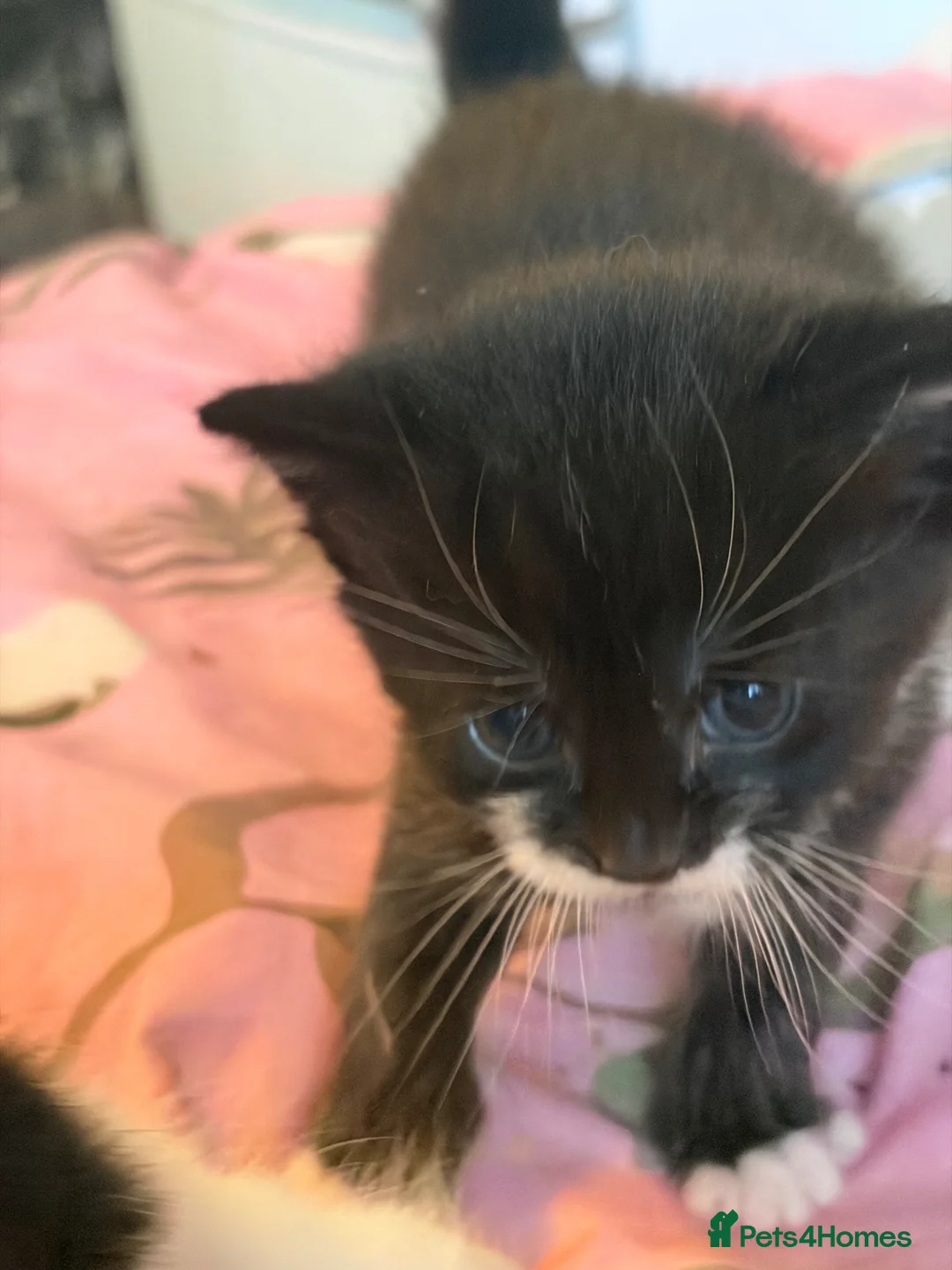 Mixed Breed cats for sale: Kittens  in Bristol - Advert 8