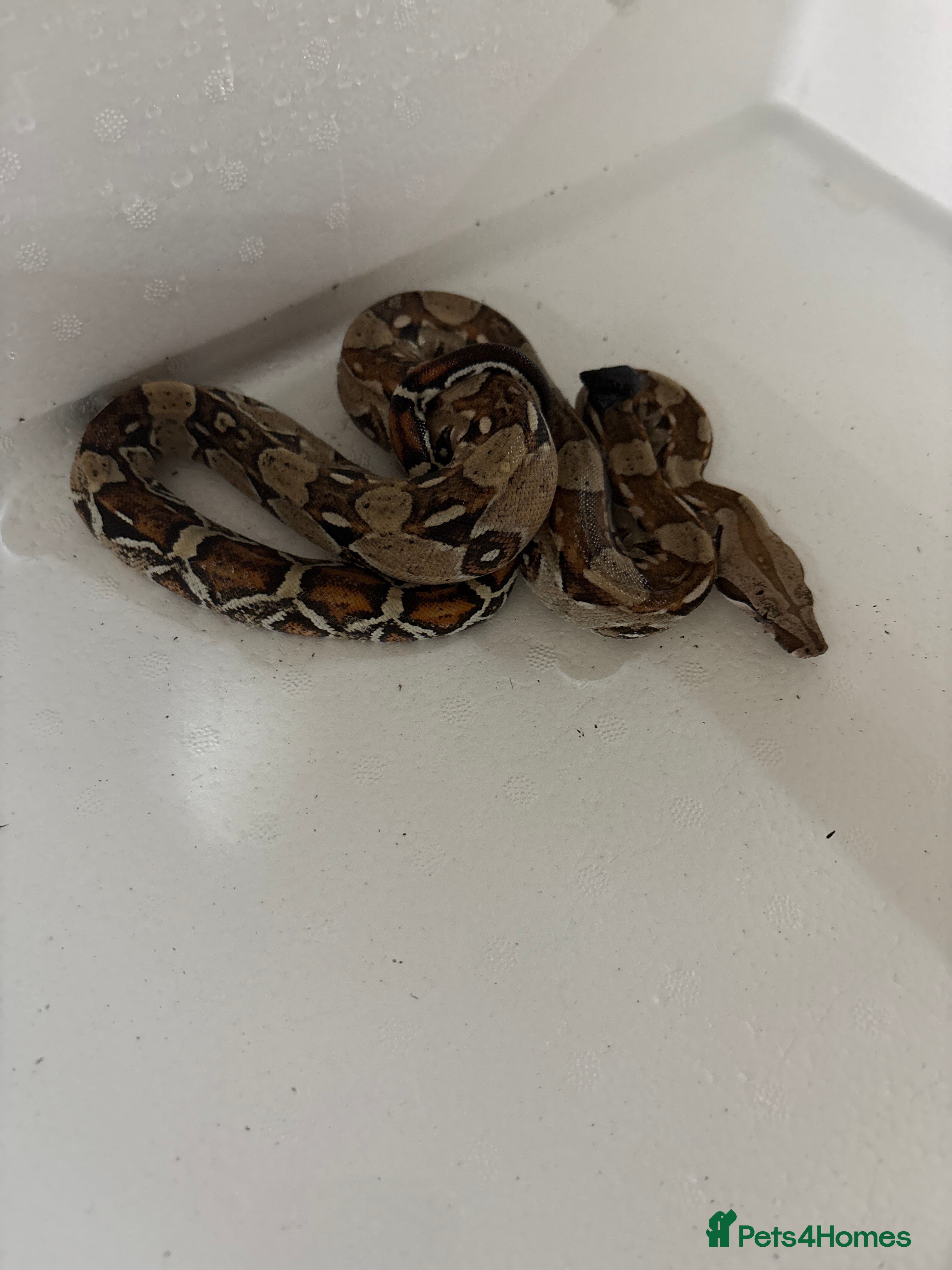 Boa Snake reptiles Male red tail boa for sale. - Advert 9