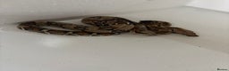 Boa Snake reptiles for sale: Male red tail boa for sale. - Advert 1