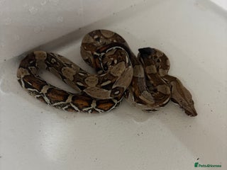 Boa Snake reptiles Male red tail boa for sale. - Advert 1