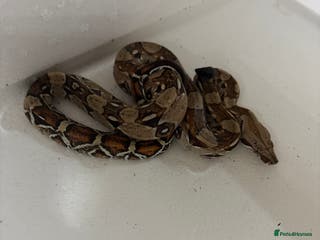 Boa Snake reptiles Male red tail boa for sale. - Advert 15