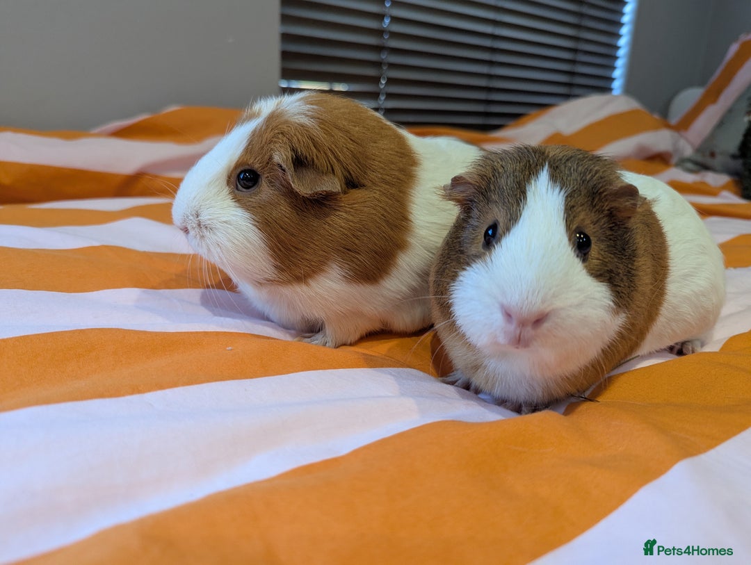 Guinea Pig rodents for sale: 2 female guinea pigs with cage and accessories - Advert 3
