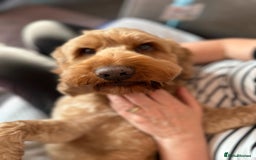 Cockapoo dogs for sale: 7 year old cockapoo  - Image 1