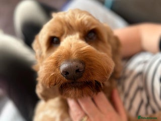 Cockapoo dogs - Advert 27