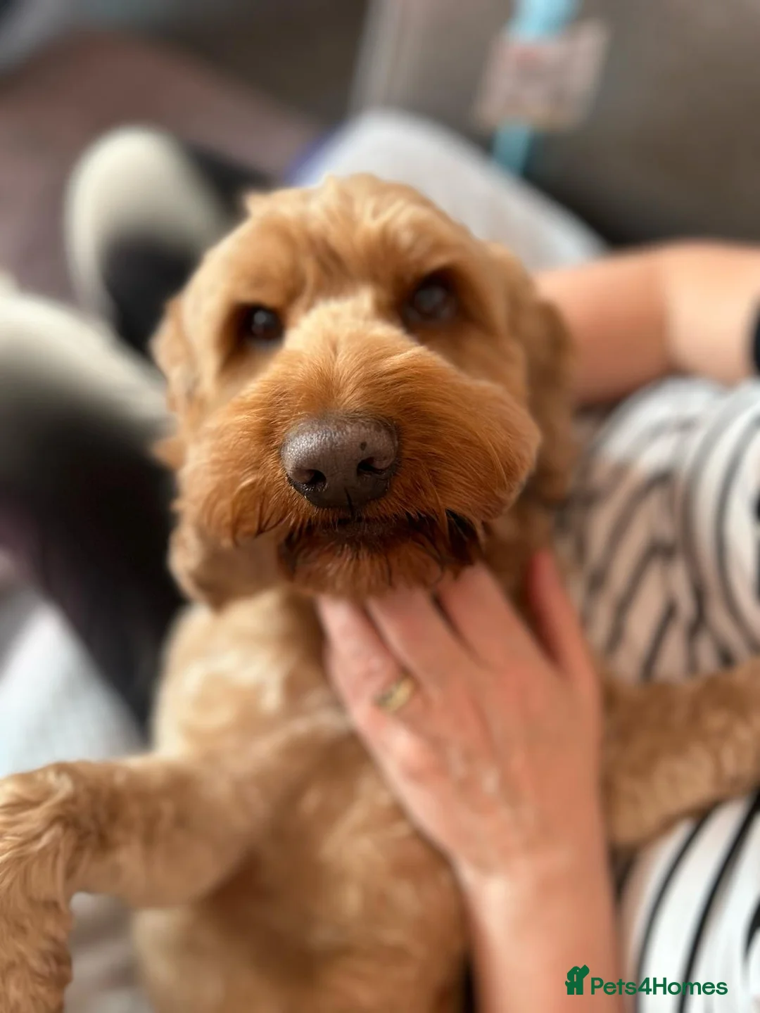 Cockapoo dogs for sale: 7 year old cockapoo  - Advert 1