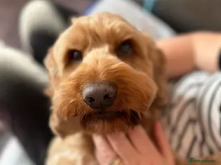 Cockapoo dogs 7 year old cockapoo - Advert 9