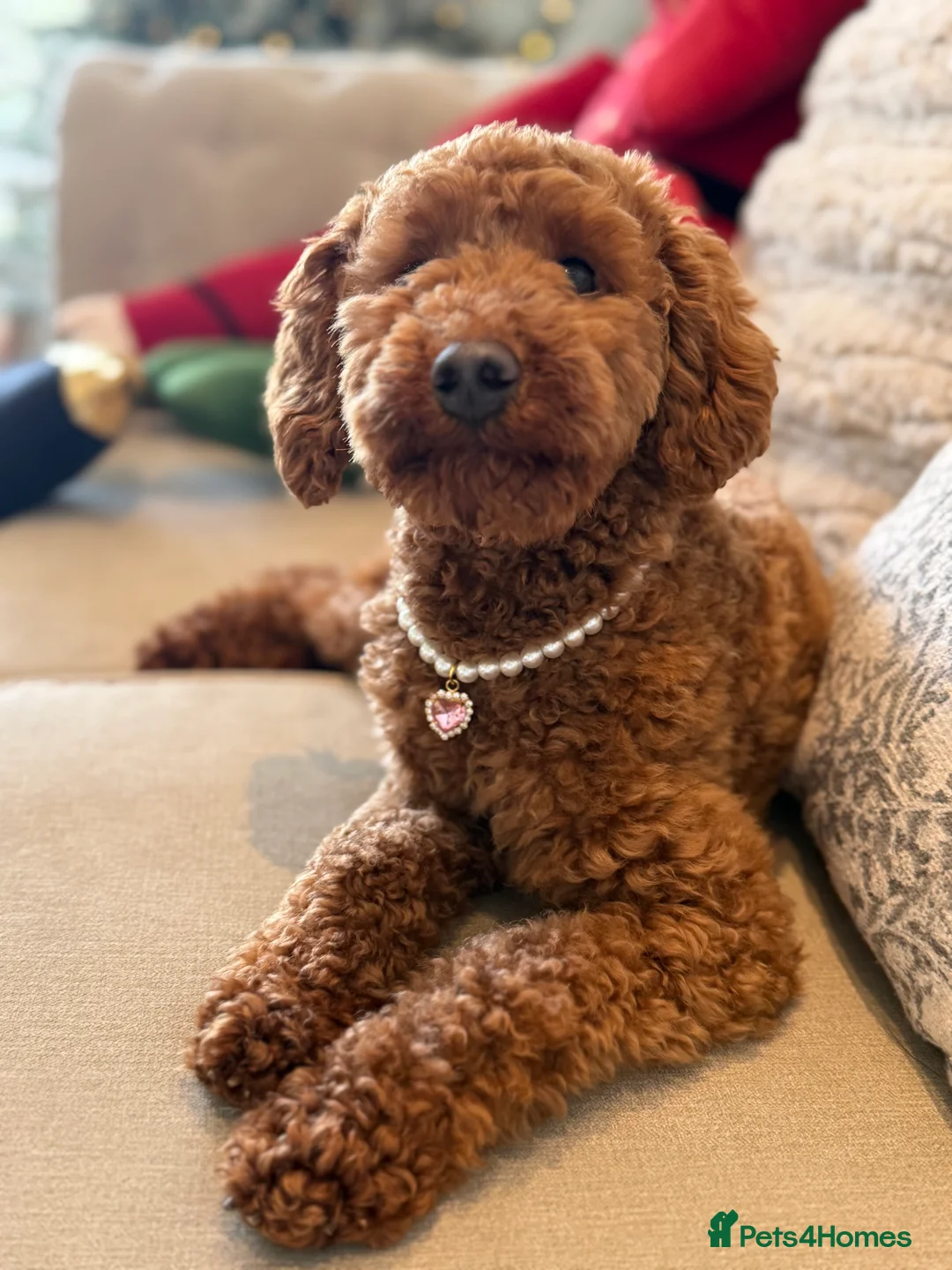 Miniature Poodle dogs for sale: Beautiful Miniature Poodle Female  - Advert 16