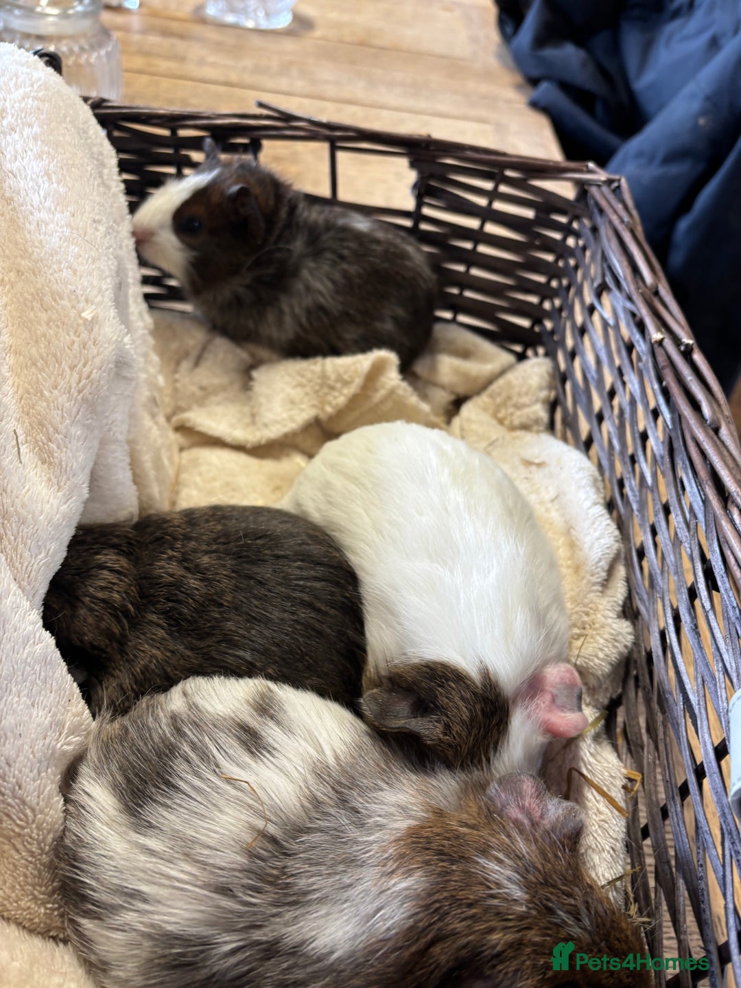 Guinea Pig rodents for sale: Beautiful baby male guinea pigs  - Image 6