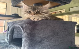 Maine Coon cats for sale: Maine coon kittens GCCF - Image 2