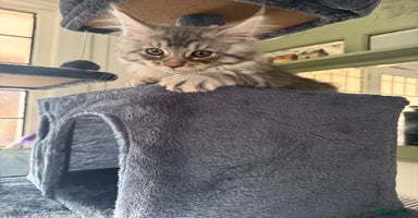 Maine Coon cats - Advert 4