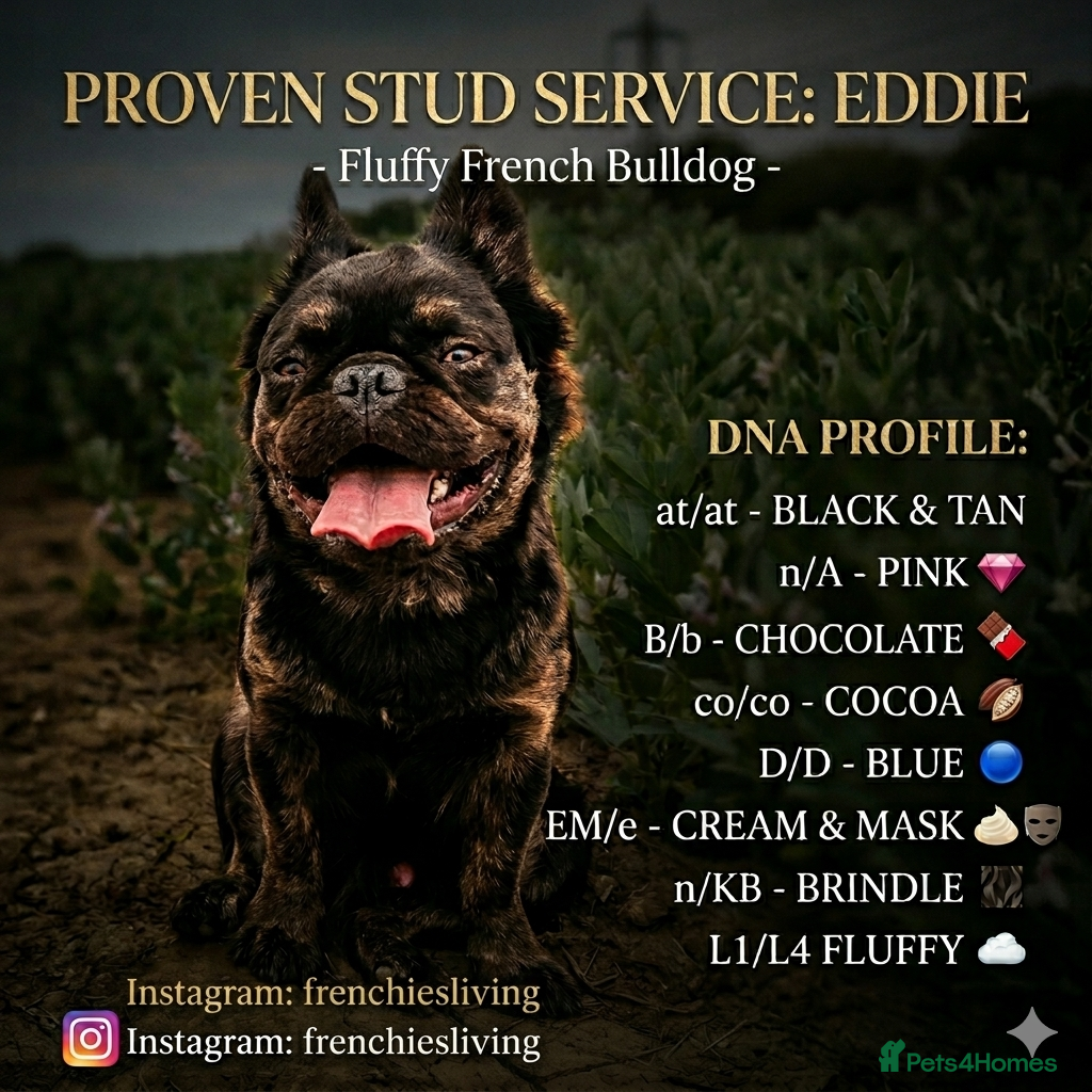 French Bulldog dogs 🩷🩷🩷FLUFFY Pink carrier ☁️French Bulldog STUD 🩷 - Advert 4