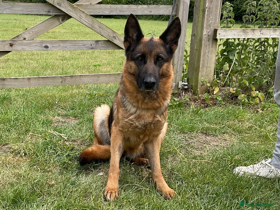 German Shepherd dogs for sale: Retiring 3 bitches & 1 male - Advert 1
