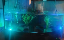 Axolotl reptiles for sale: 2 Axolotl  - Image 4