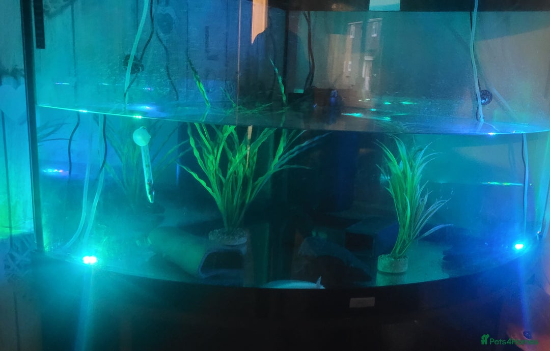 Axolotl reptiles for sale: 2 Axolotl  - Image 4