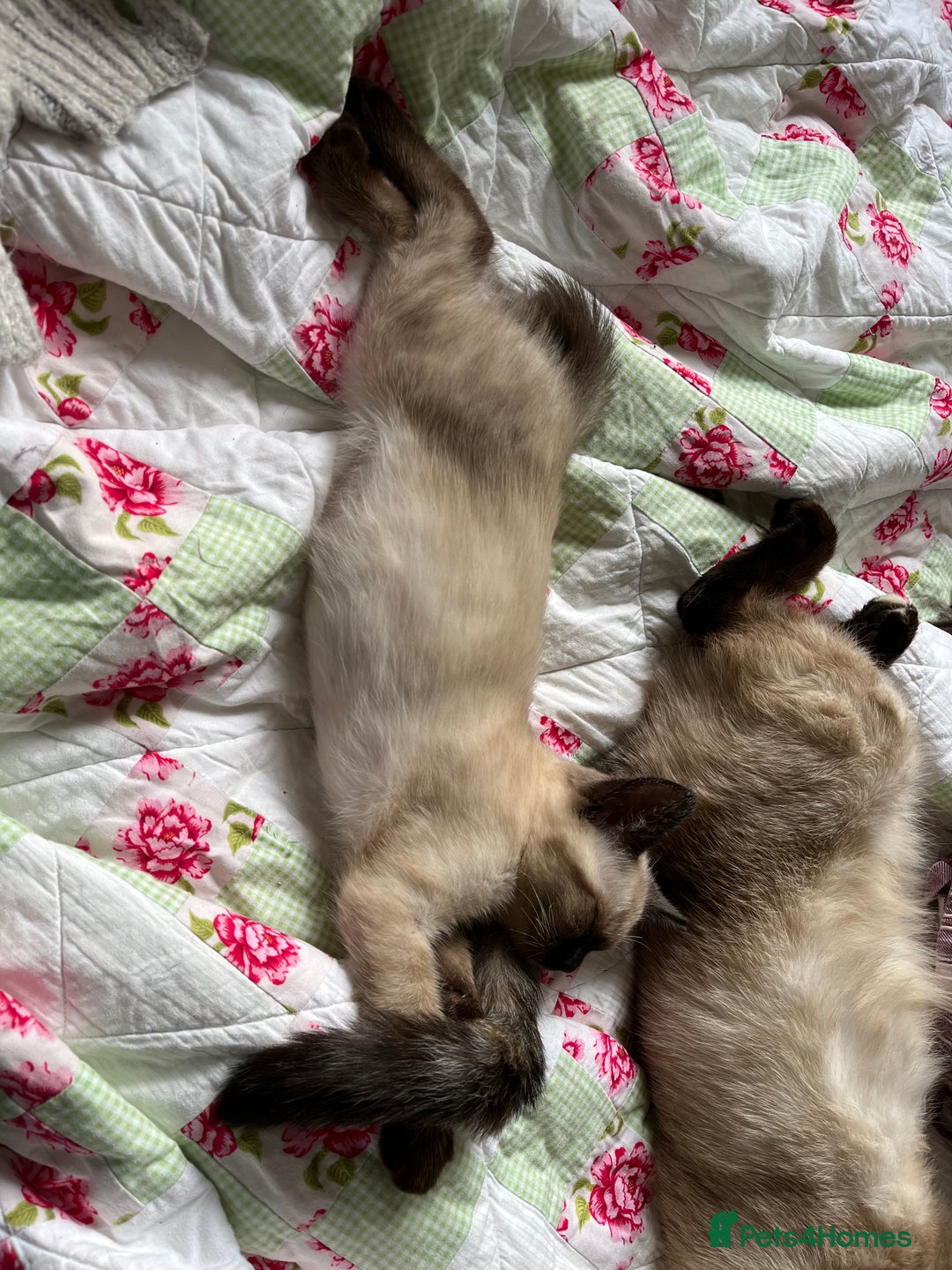 Ragdoll cats for sale: Beautiful Pure Ragdoll Kittens - Image 10