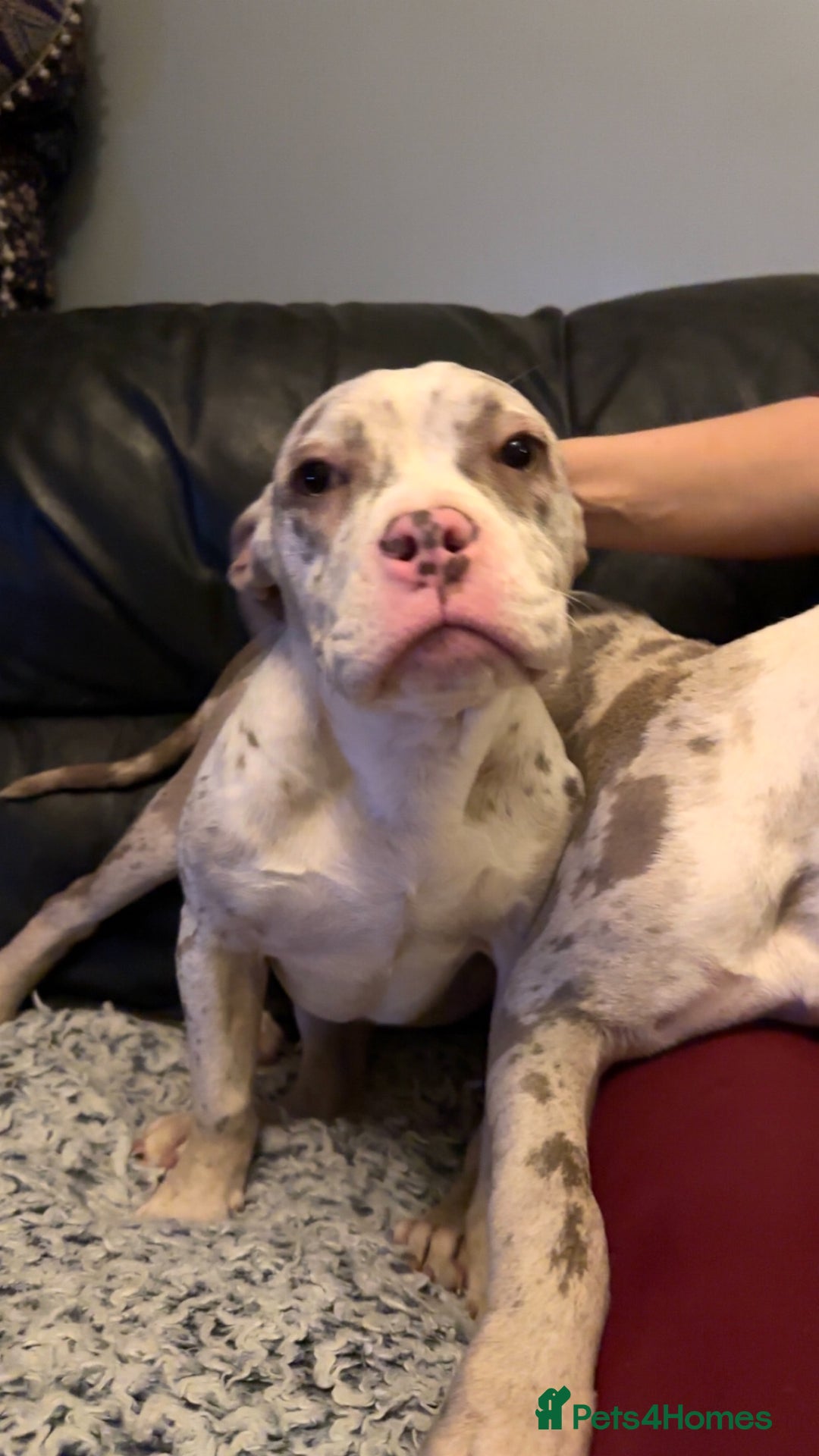 American Bully dogs for sale: Pocket bully pups  - Advert 12