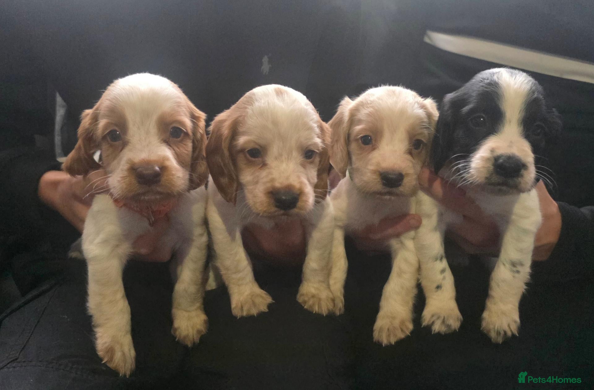 Sprocker dogs for sale: Stunning 4th gen Sprocker puppies 🐶  - Advert 1