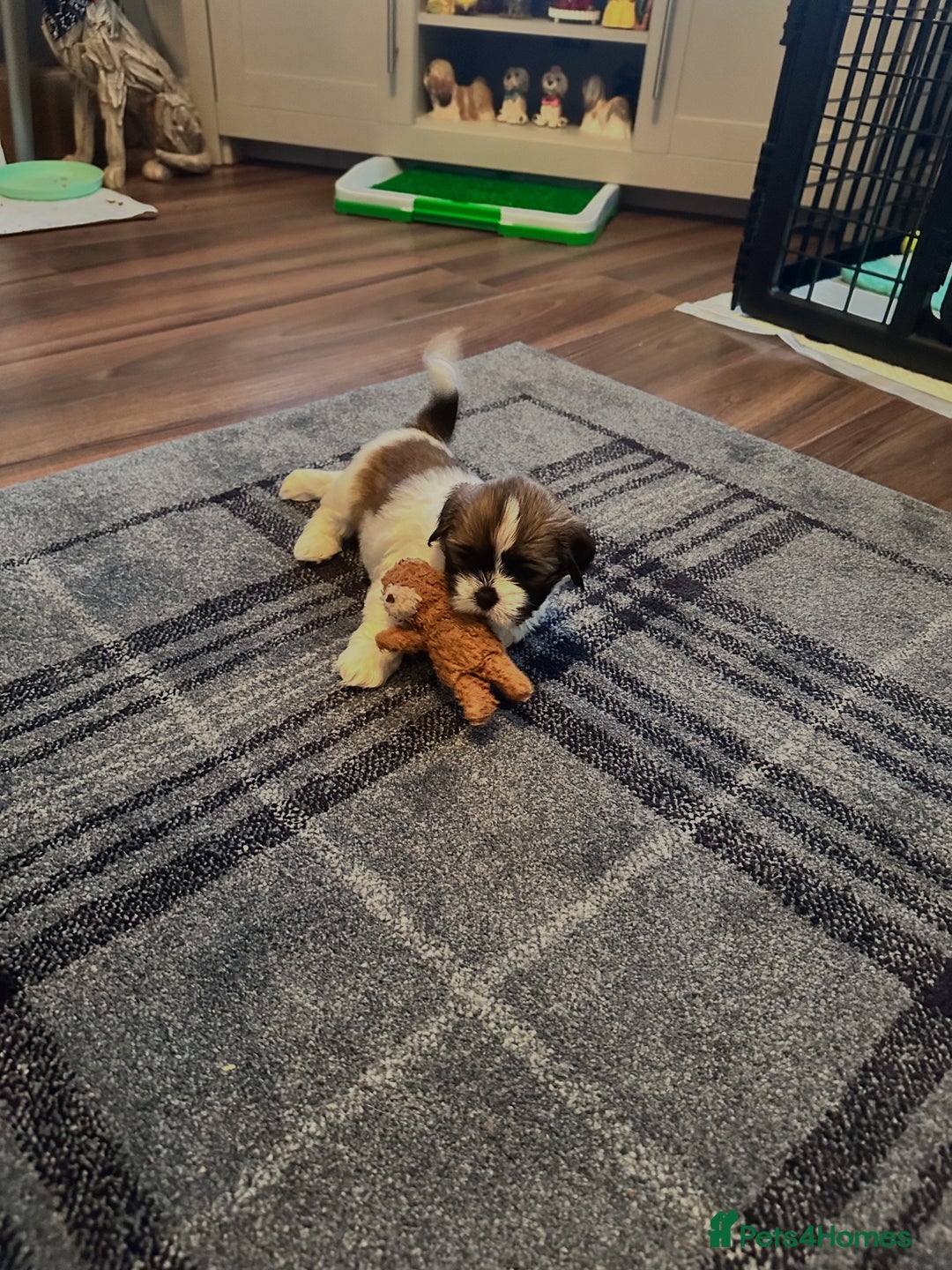 Lhasa Apso dogs for sale: Stunning Litter Lhasa Apsos * 3 Remaining * - Image 18