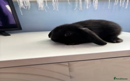 Mini Lop rabbits for sale: 3 pure Mini Lop left  - Image 7