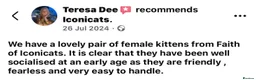 Bengal cats for sale: 🎬 Little Leopard Diaries | TICA BENGAL KITTENS 💎 - Advert 18