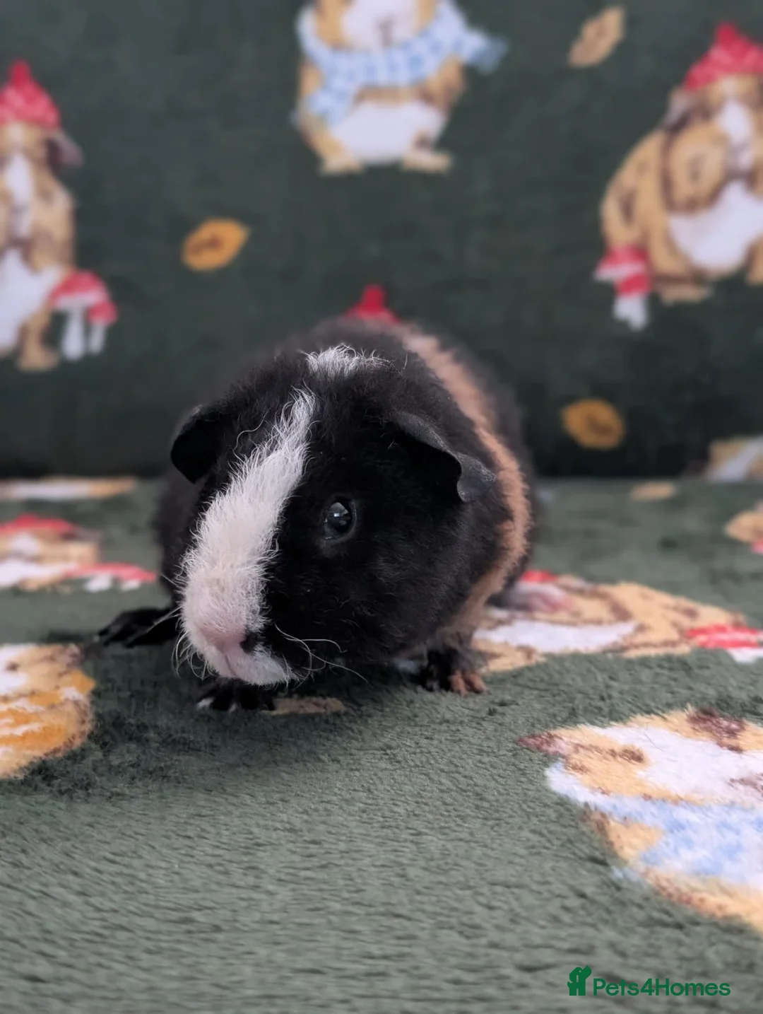 Guinea Pig rodents for sale: 3 purebred teddy boars Ready now - Advert 1