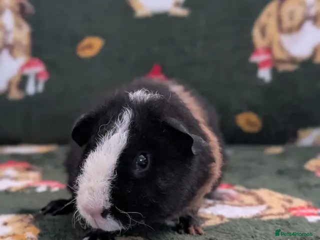 Guinea Pig rodents 3 purebred teddy boars Ready now - Advert 1