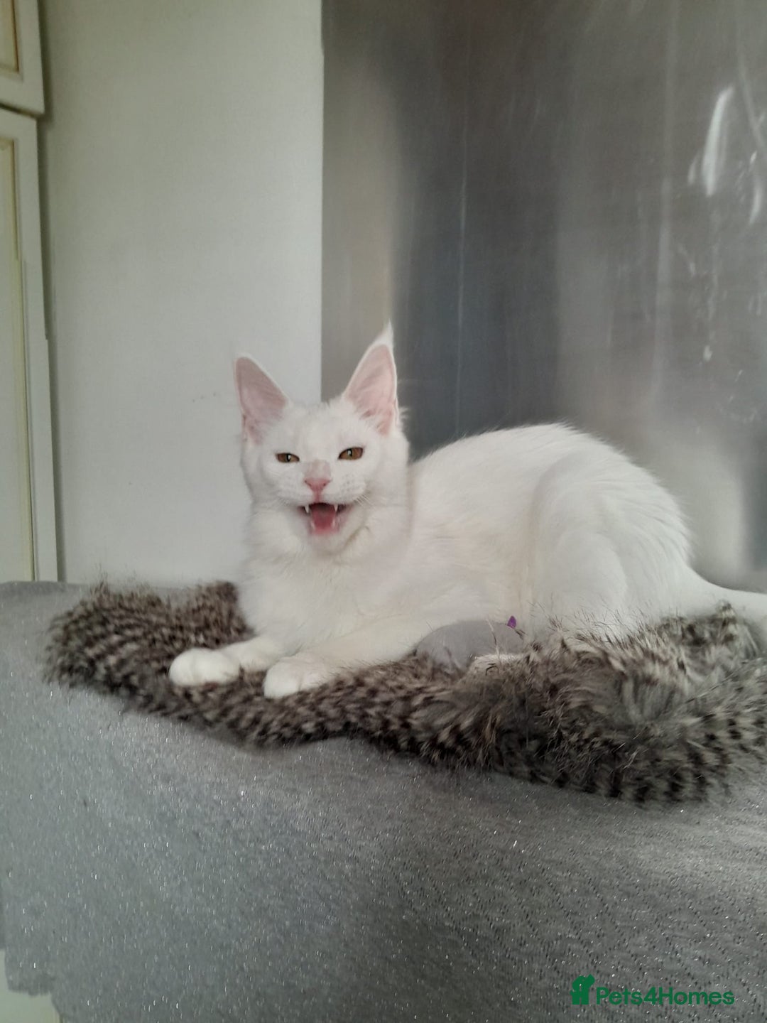 Maine Coon cats for sale: two girl with 5 pedigree maine coon - Image 14