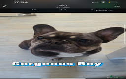 French Bulldog dogs for sale: Beautiful French bulldogs 🐶   - Image 24