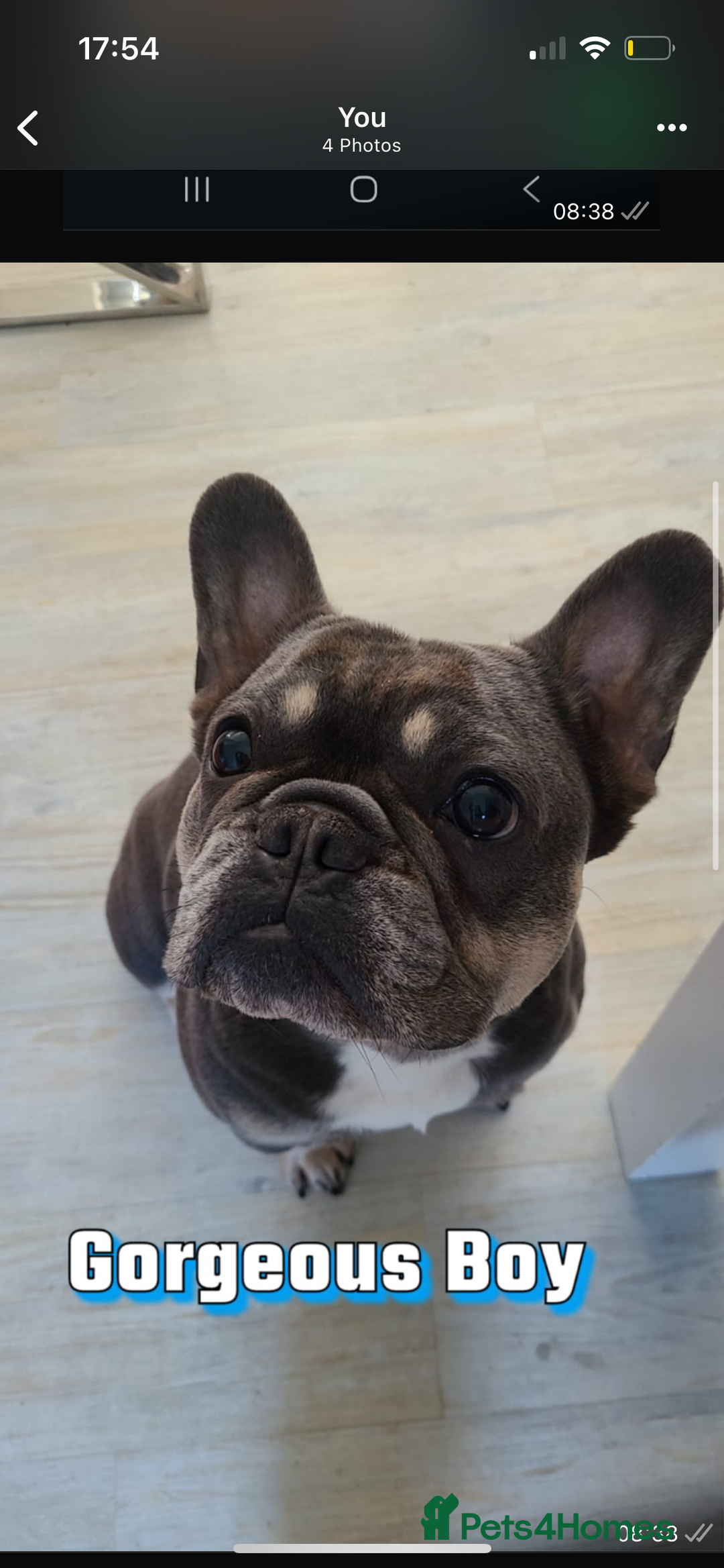 French Bulldog dogs for sale: Beautiful French bulldogs 🐶   - Image 24
