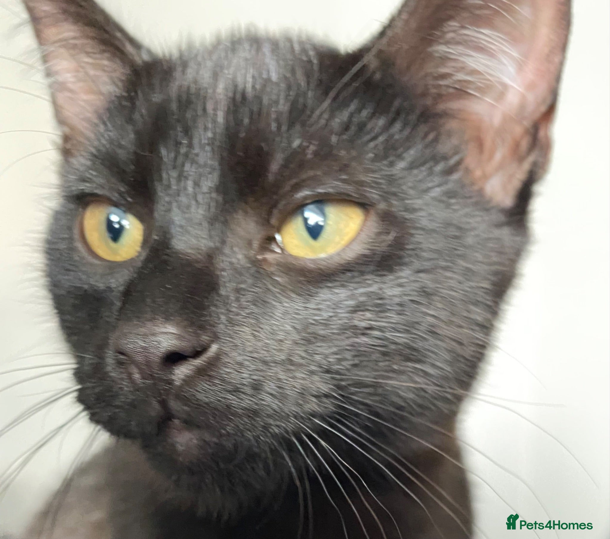 Mixed Breed cats One male one female - Advert 2