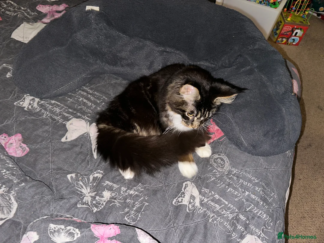 Maine Coon cats for sale: Xl mainecoon kittens full breed non reg  - Advert 11