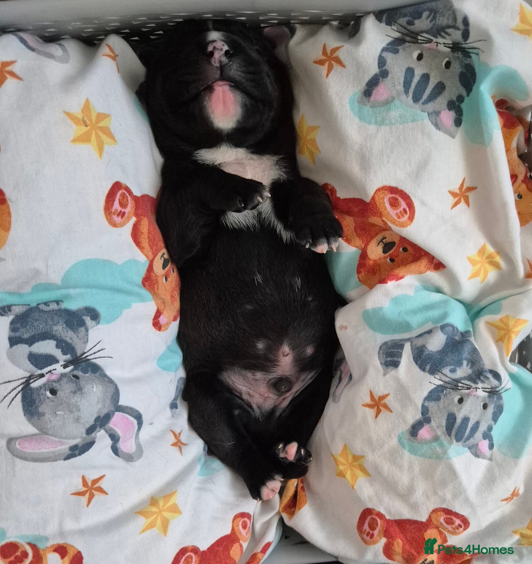 Mixed Breed dogs for sale: Bullmastiff x puppies 🐶  - Image 2