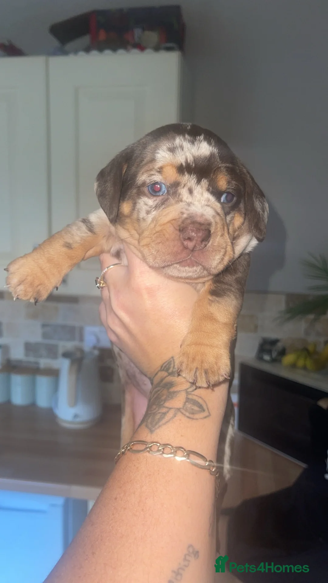 Mixed Breed dogs for sale: 2 pups left  - Advert 5