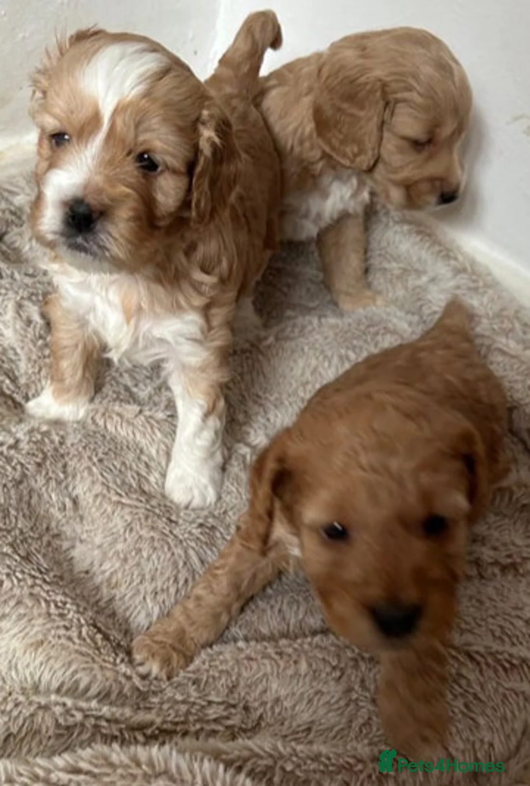 Cockapoo dogs for stud: Proven F1 cockerpoo for Stud in Sutton-in-Ashfield - Advert 31