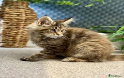 Maine Coon cats for sale: Beautiful Maine Coon Female - Advert 16