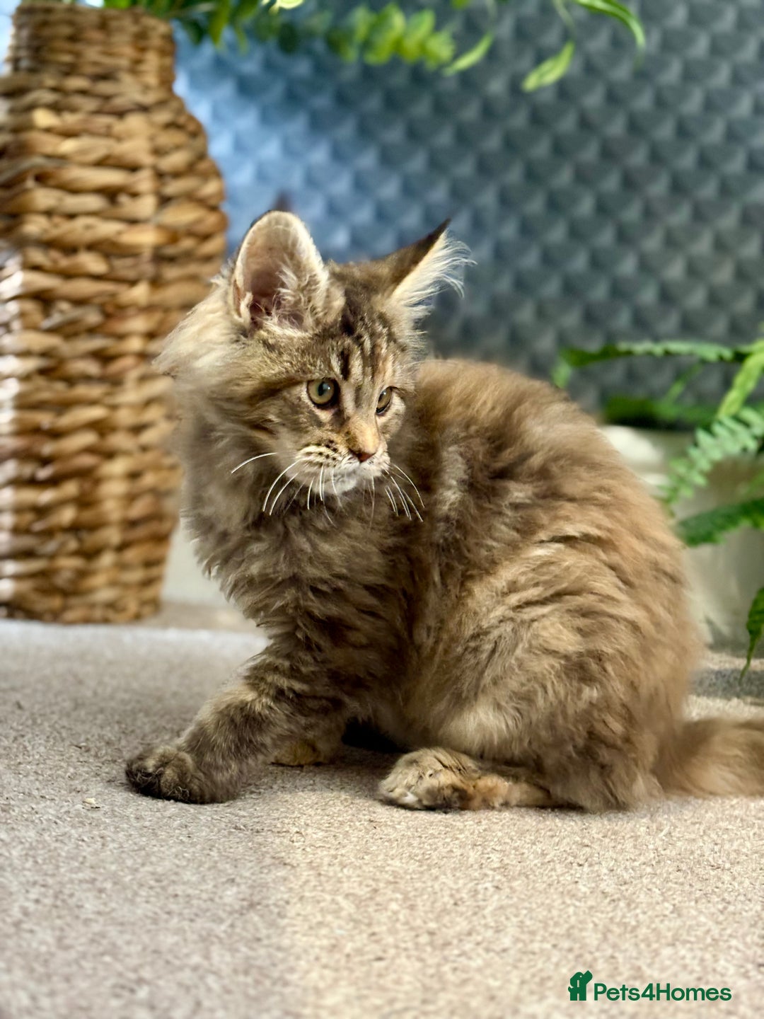 Maine Coon cats for sale: Beautiful Maine Coon Female - Advert 16