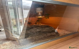 Corn Snake reptiles for sale: Male Corn Snake, comes with enclosure  - Image 3