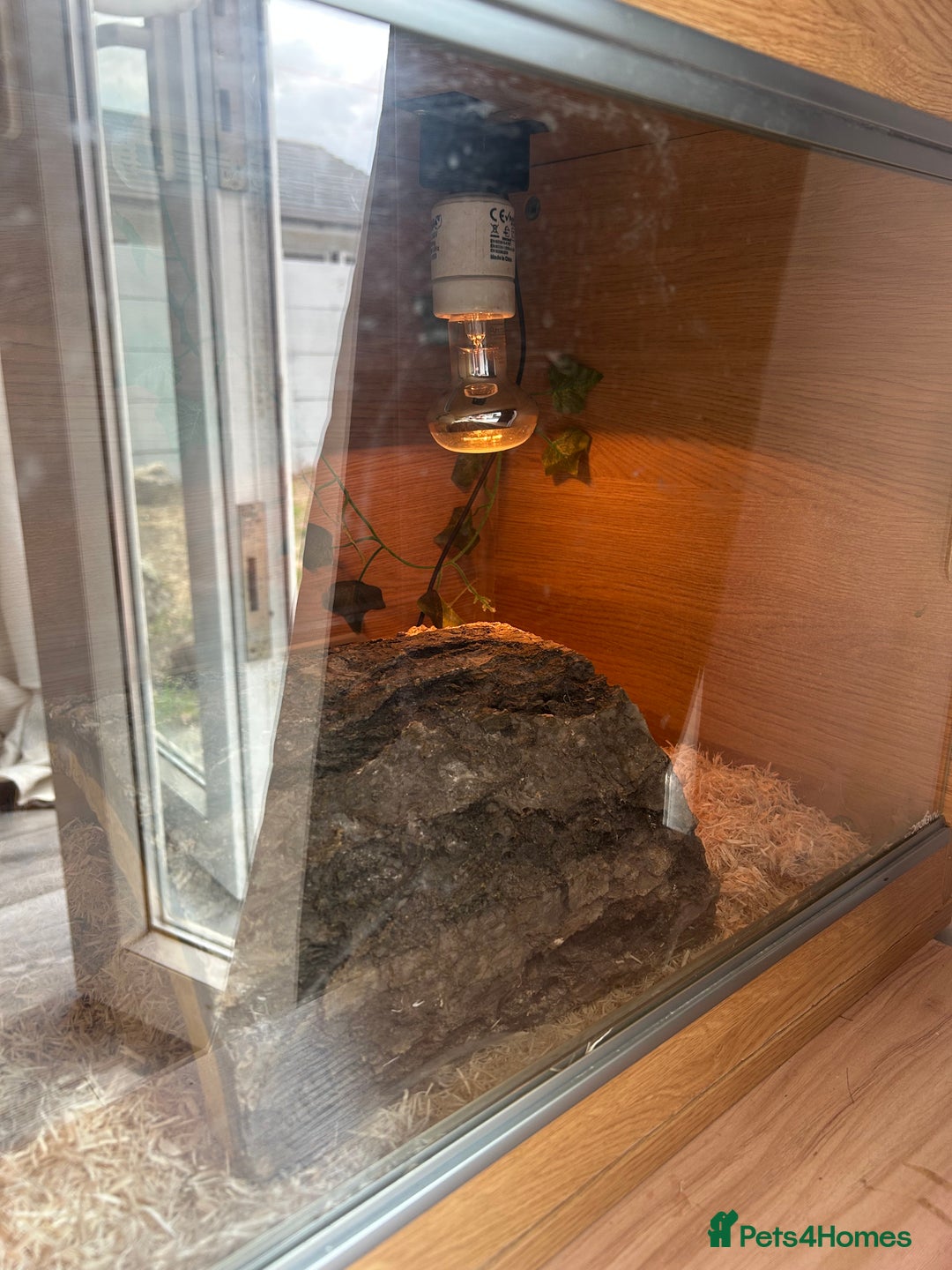 Corn Snake reptiles for sale: Male Corn Snake, comes with enclosure  - Image 3