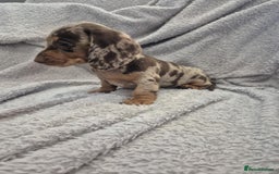 Miniature Dachshund dogs for sale: Kc dachshund babies ready next week - Image 4