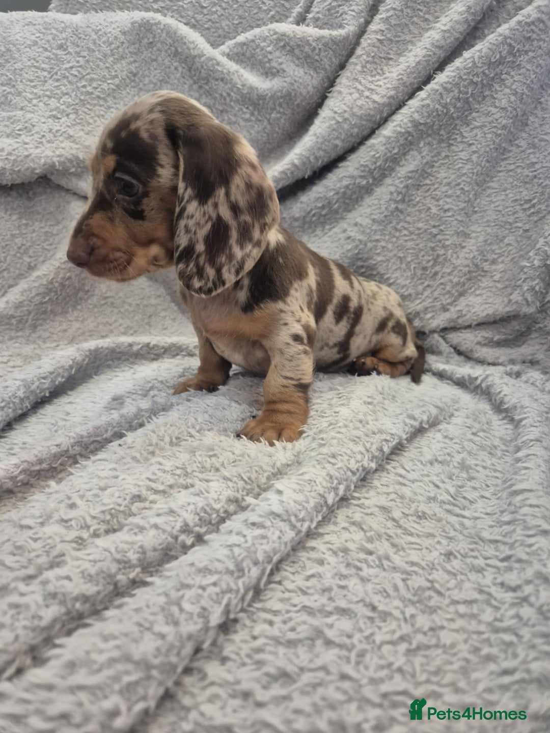 Miniature Dachshund dogs for sale: Kc dachshund babies ready next week - Image 4