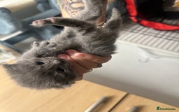 Domestic Shorthair cats for sale: Grey Kittens - Image 13