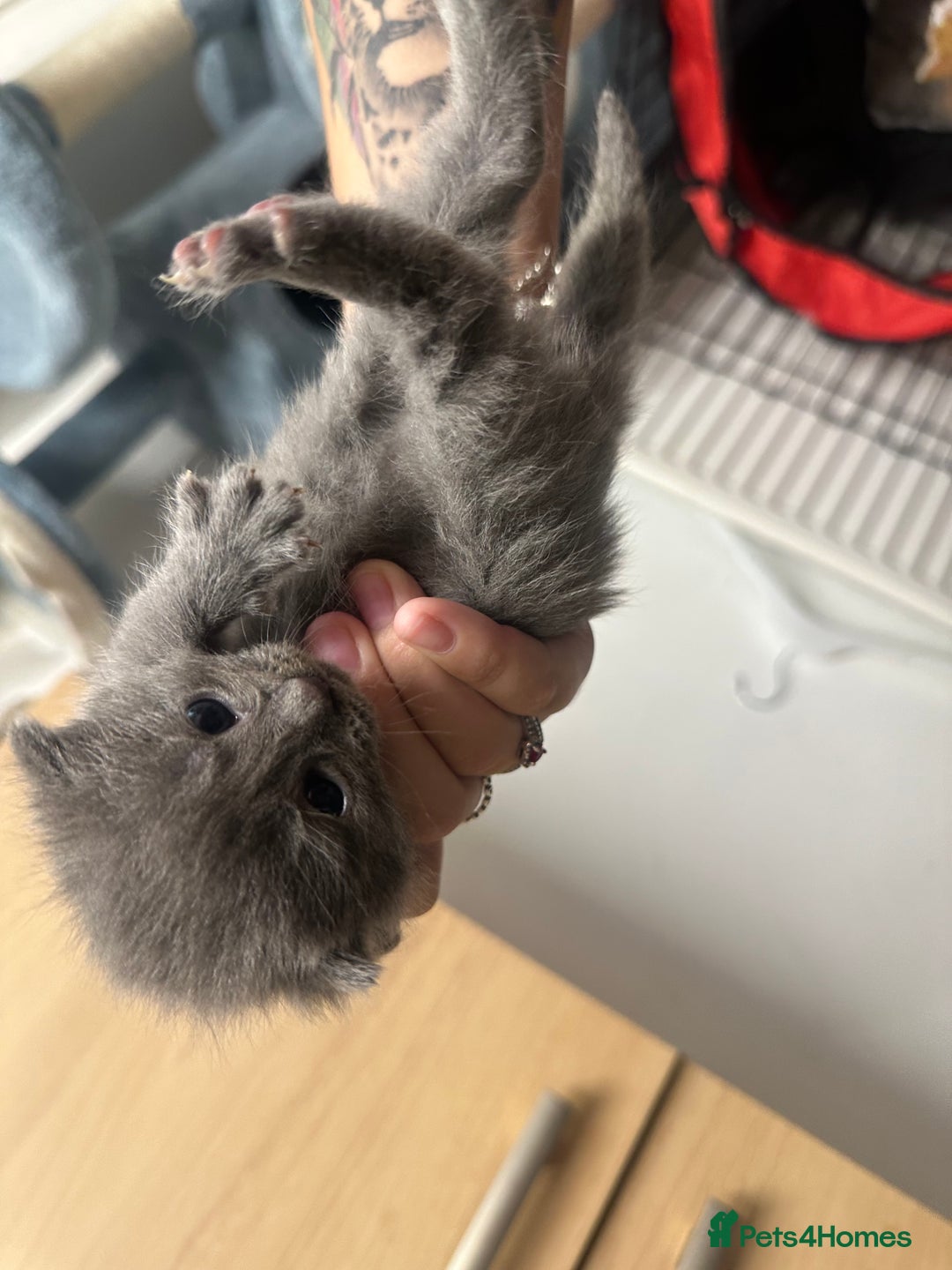 Domestic Shorthair cats for sale: Grey Kittens - Image 13