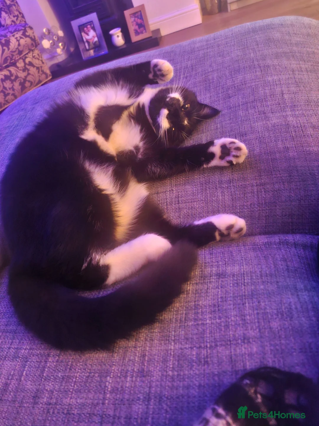 Mixed Breed cats for sale: Gorgeous boy for sale in Warrington - Advert 2