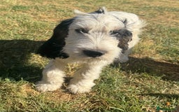 Cockapoo dogs for sale: PRICE REDUCED - READY NOW Chunky Parti Cockapoos in Milton Keynes - Image 4