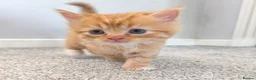 Persian cats for sale: Ginger Persian/ragdoll mix girl kitten, adorable! - Advert 2