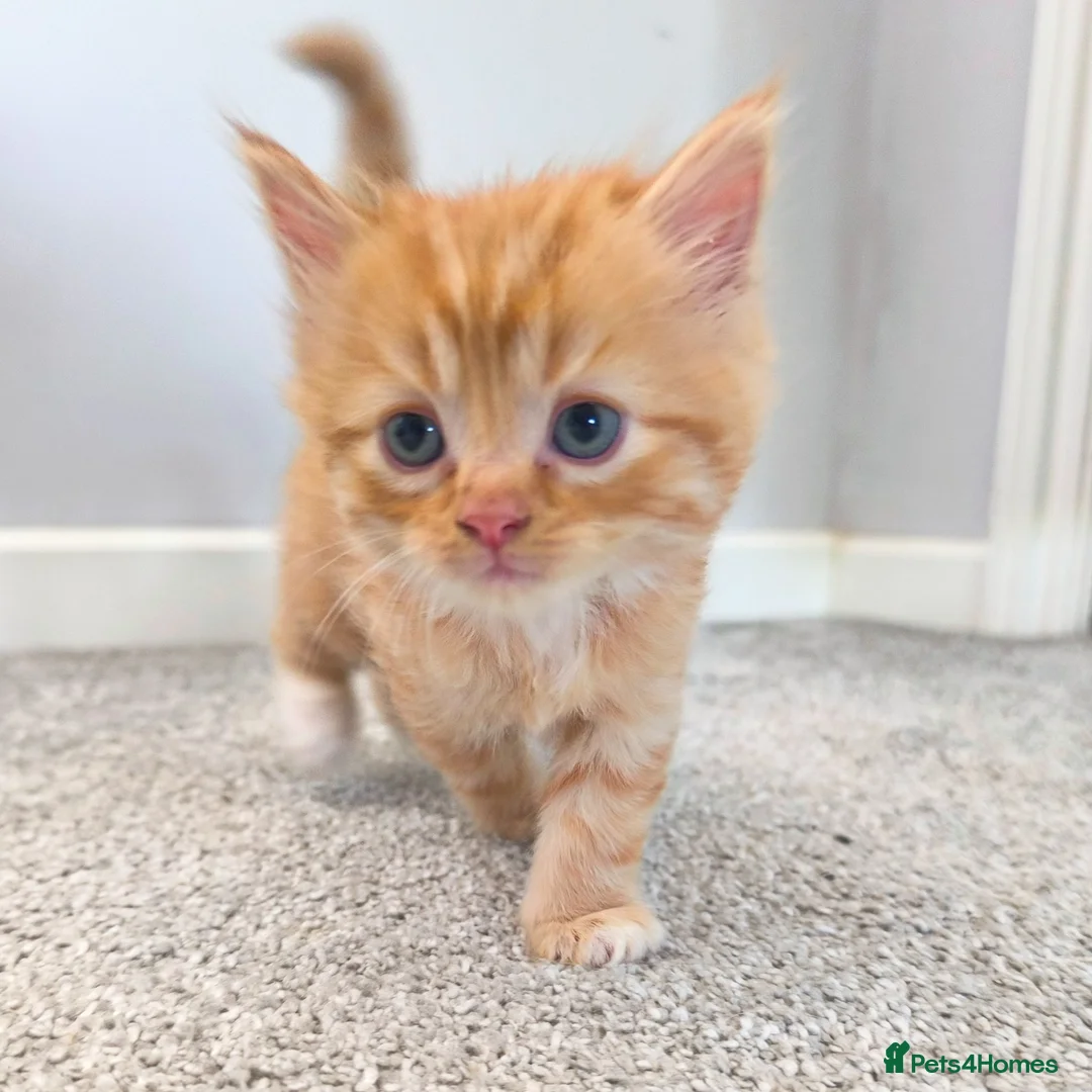 Persian cats for sale: Ginger Persian/ragdoll mix girl kitten, adorable! - Advert 2